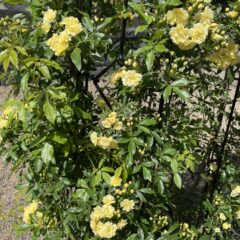 今年も咲きはじめました。