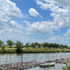 霞ヶ浦の淡水パール
