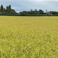 稲穂においしさを蓄えてます。