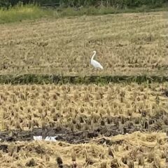 今年も新米が美味しく出来ました！