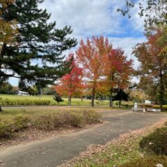 近くの公園も色づき始めました。