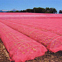 光変換ピンク農法をご存じですか？